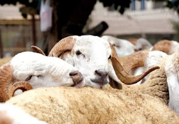 Aïd al-Adha 2025 : les prix des moutons s’envolent en France