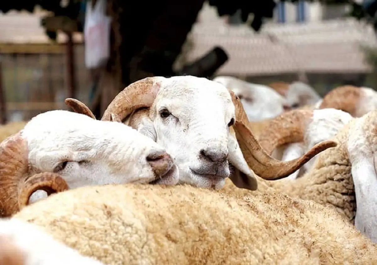 Aïd al-Adha 2025 : les prix des moutons s’envolent en France