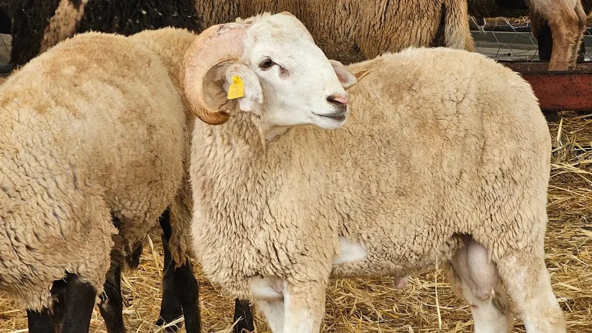 Moutons importés : points de vente et date de lancement dans les 58 wilayas