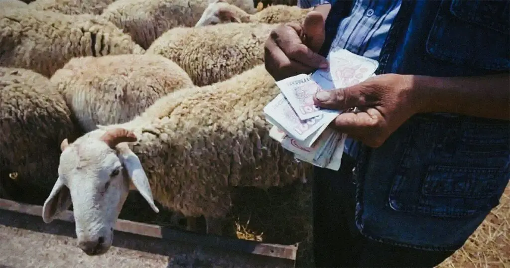 Moutons importés : voici les prix attendus pour l’Aïd el-Adha 2025
