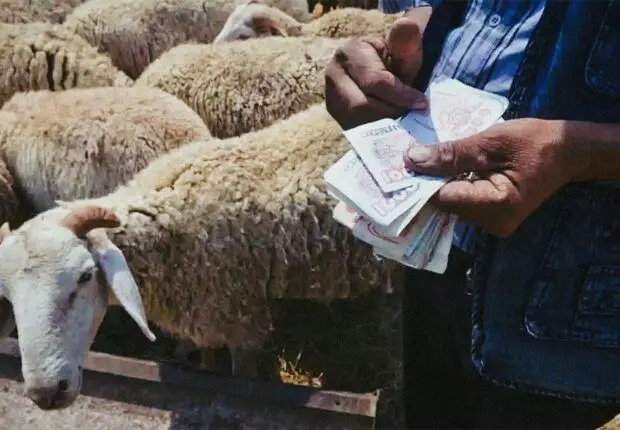 Moutons importés : voici les prix attendus pour l’Aïd el-Adha 2025