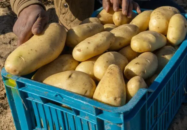 Pomme de terre à 170 DA/KG : voici les « vraies » raisons de la hausse des prix