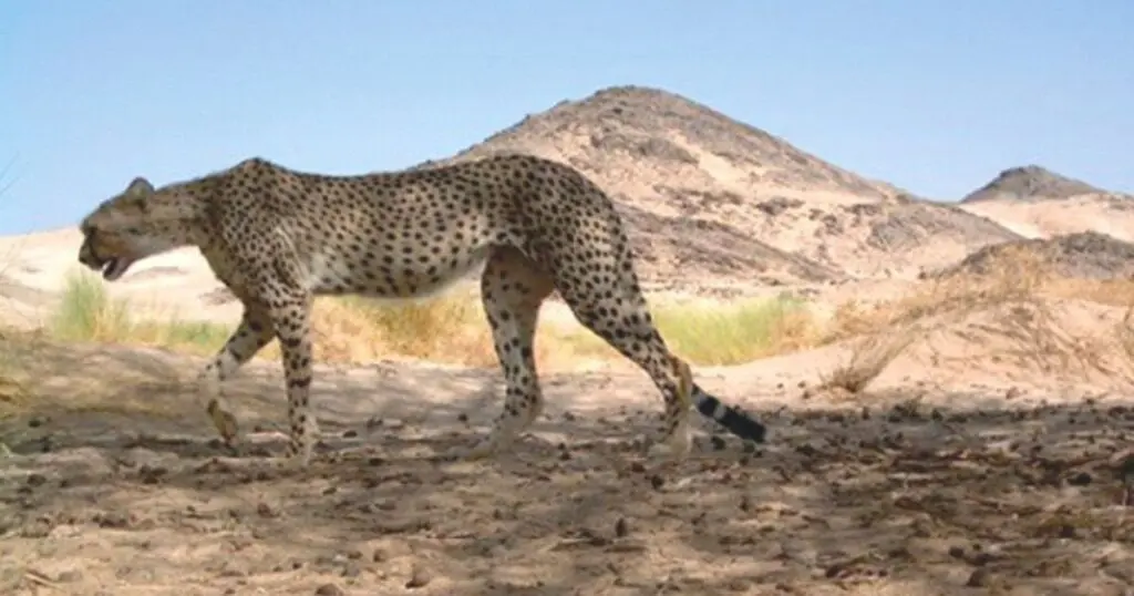 Réapparition surprise dans le Sahara : le guépard « Amayas » refait surface !
