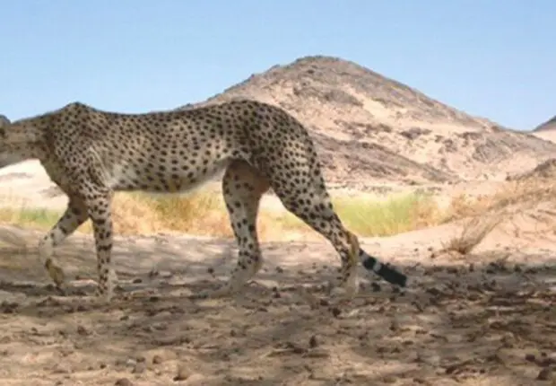 Réapparition surprise dans le Sahara : le guépard « Amayas » refait surface !