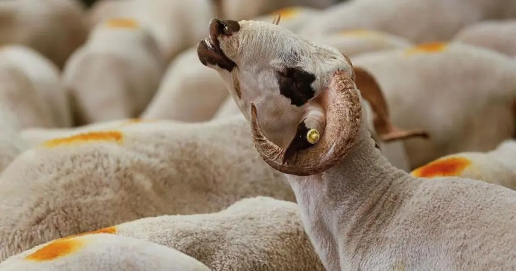 Tirages au sort pour obtenir un mouton de l’Aïd : les vidéos font polémique en Algérie