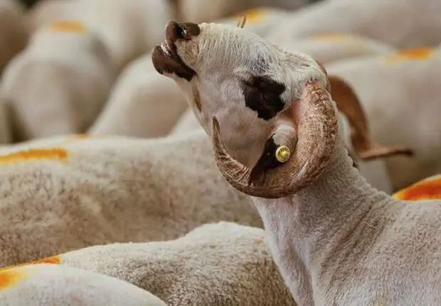 Tirages au sort pour obtenir un mouton de l’Aïd : les vidéos font polémique en Algérie