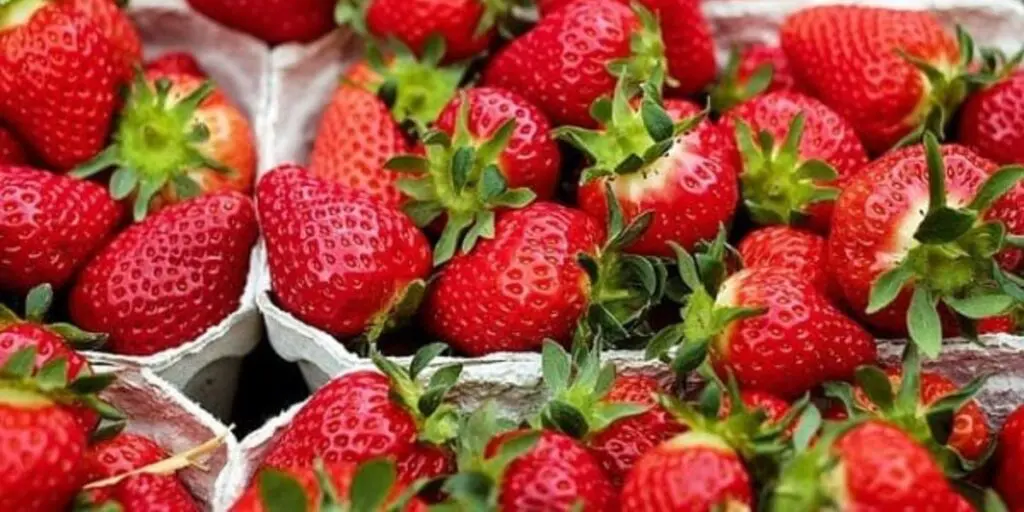 Moins chère que la pomme de terre, la fraise algérienne reconnue pour sa qualité exceptionnelle