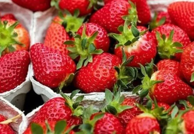 Moins chère que la pomme de terre, la fraise algérienne reconnue pour sa qualité exceptionnelle