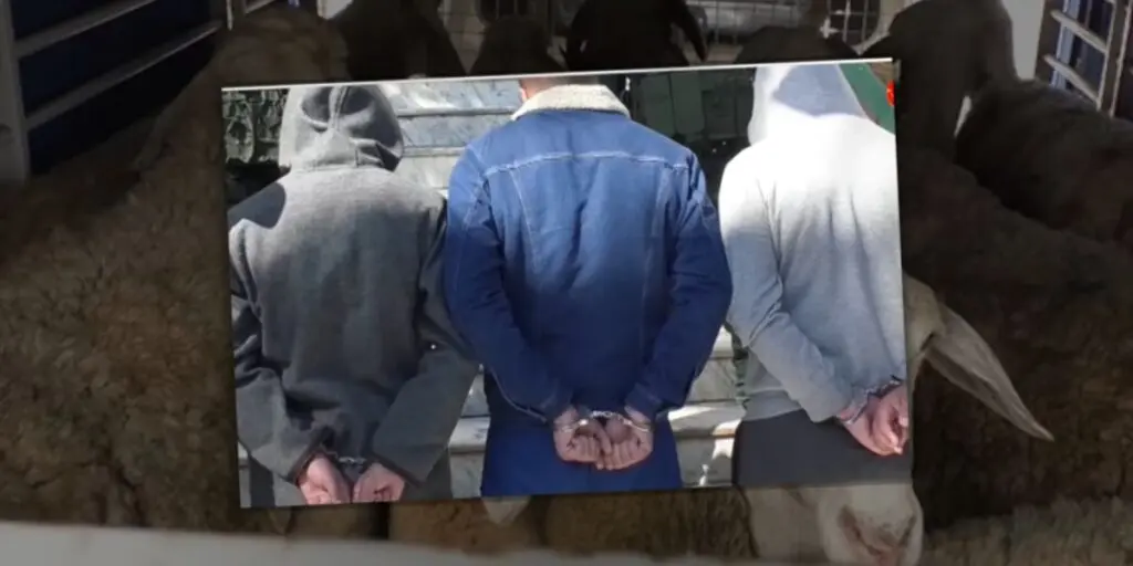 Vols de moutons à Alger : la Gendarmerie démantèle un réseau criminel