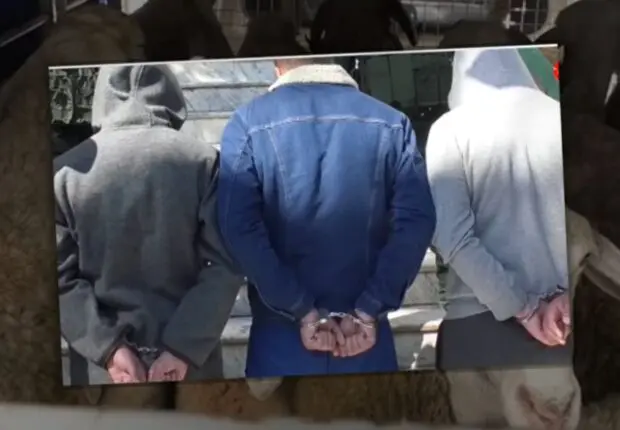 Vols de moutons à Alger : la Gendarmerie démantèle un réseau criminel