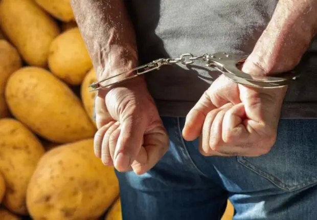 Appel au boycott de la récolte de pommes de terre : 4 personnes placées en détention provisoire