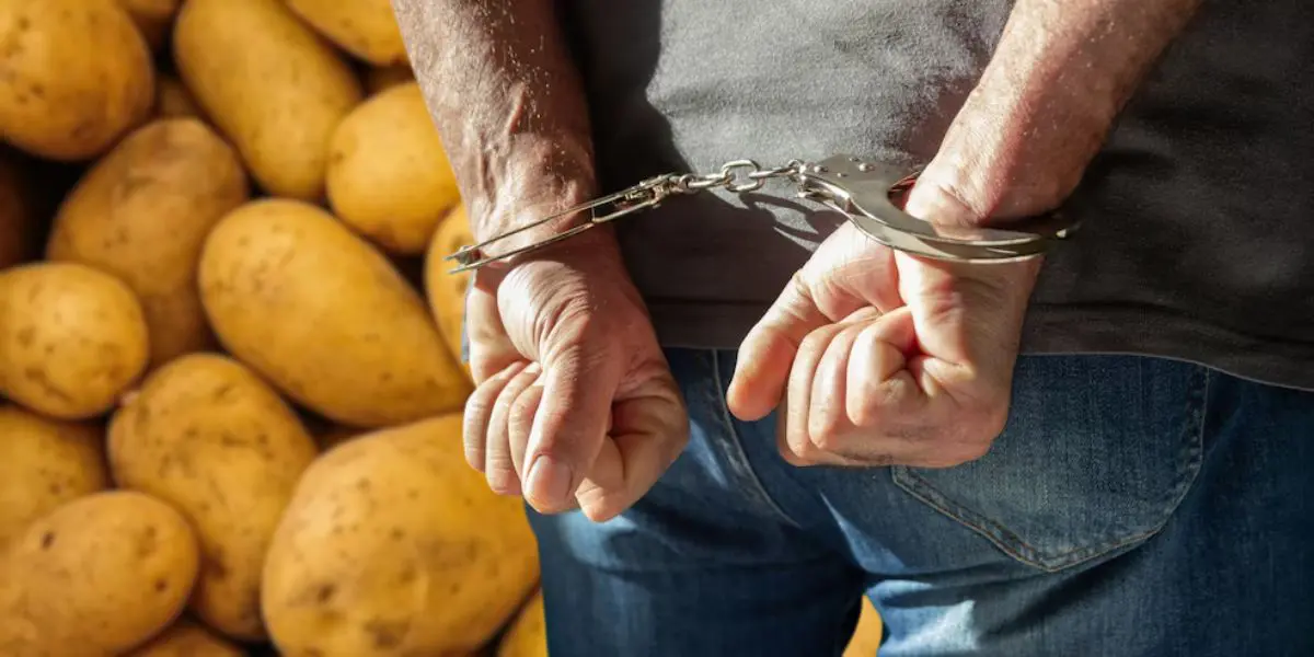 Appel au boycott de la récolte de pommes de terre : 4 personnes placées en détention provisoire