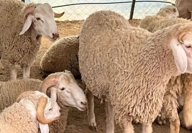 Aïd El-Adha 2025 et moutons importés : les autorités alertent sur les fausses rumeurs