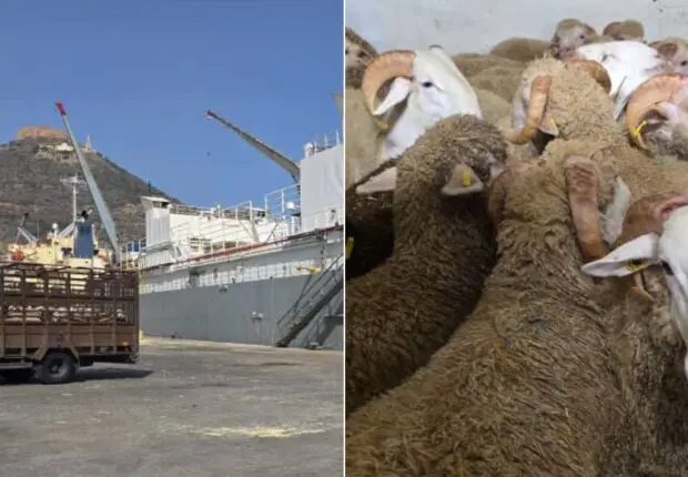 Aid El-Adha 2025 : Arrivée de nouvelles cargaisons de moutons importés d’Espagne