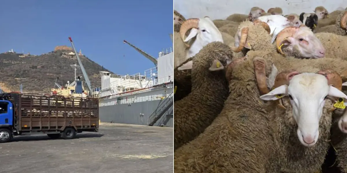 Aid El-Adha 2025 : Arrivée de nouvelles cargaisons de moutons importés d’Espagne