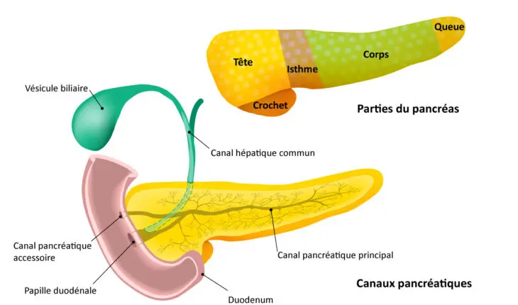 Anatomie du pancréas