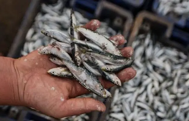 La « mini sardine » envahit les étals : entre solution économique et inquiétude écologique