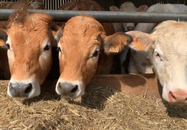 Après le blé, l’Algérie met un coup d’arrêt aux importations de bovins français