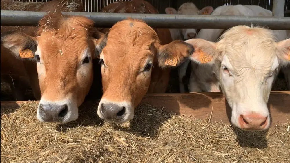 Après le blé, l’Algérie met un coup d’arrêt aux importations de bovins français