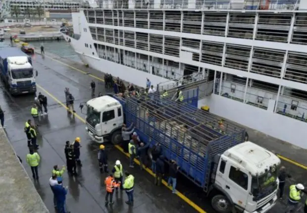 Moutons importés : Deux bateaux arrivent aujourd’hui au port d’Alger