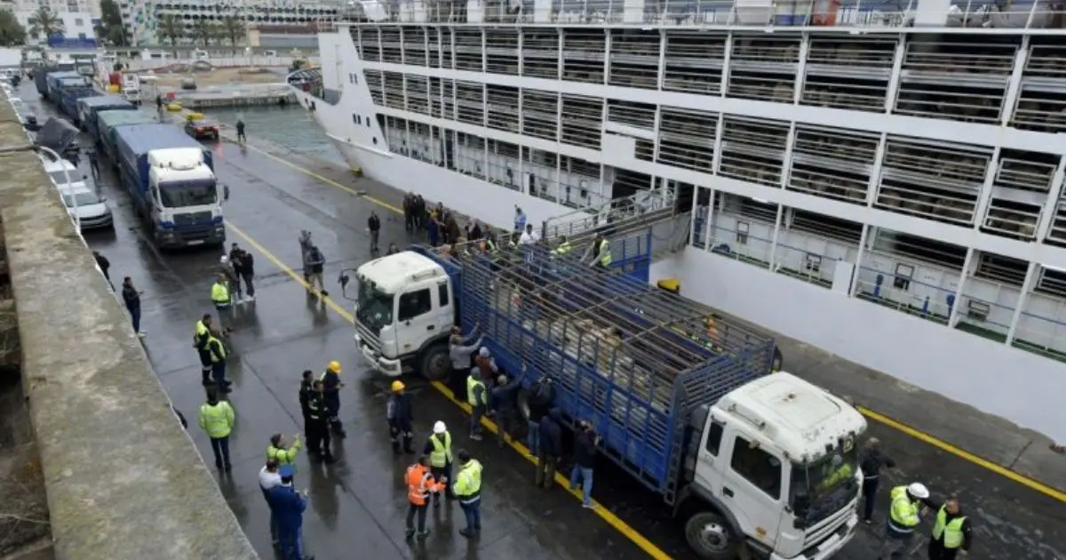Moutons importés : Deux bateaux arrivent aujourd’hui au port d’Alger