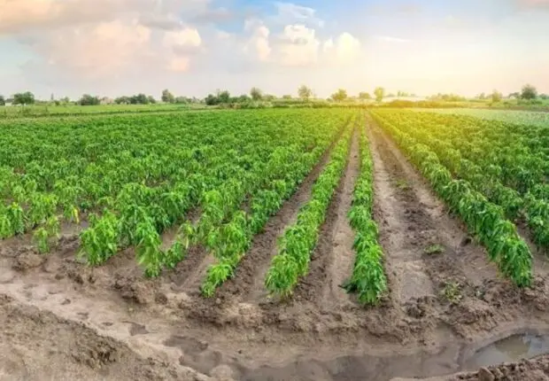 Foncier agricole à Alger : L’ONTA lance les inscriptions en ligne dans ces 11 communes