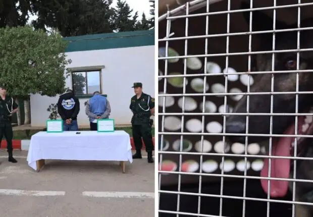 Vidéo choquante à Tiaret : 5 ans de prison pour les agresseurs d’un mineur avec un chien
