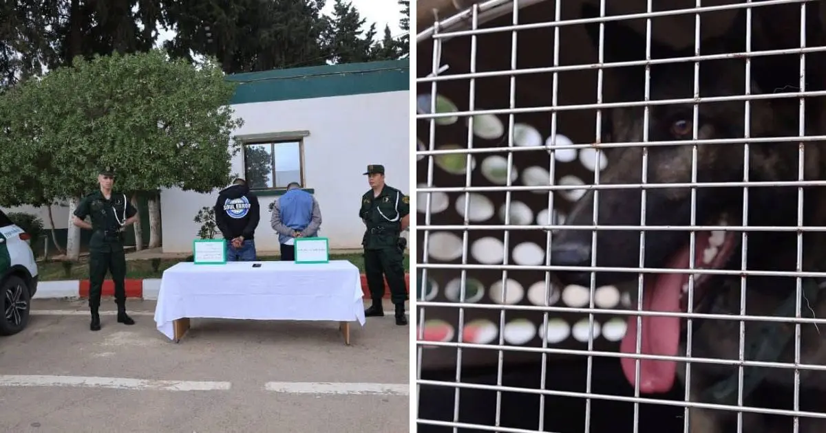 Vidéo choquante à Tiaret : 5 ans de prison pour les agresseurs d’un mineur avec un chien