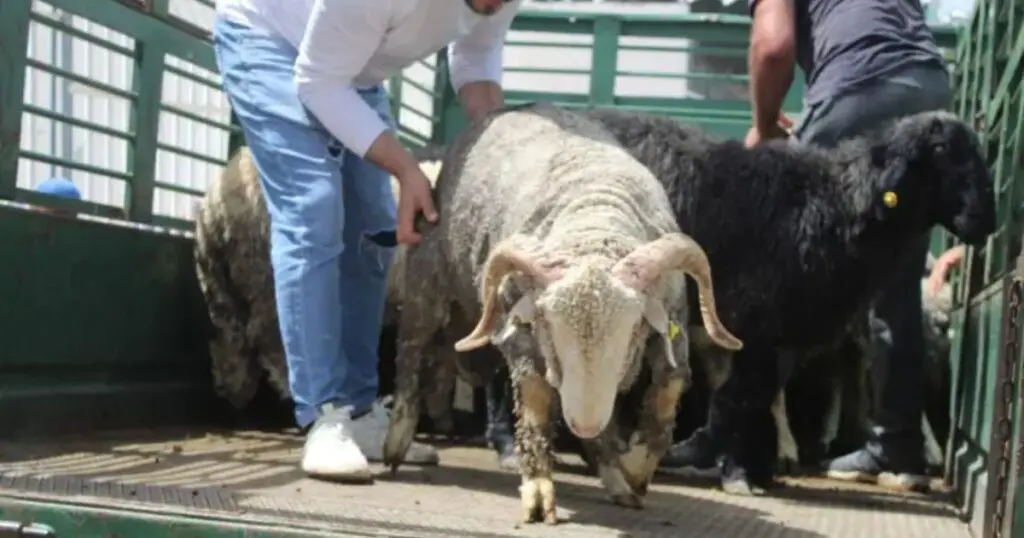 Vente de moutons importés : Les opérations se poursuivent jusqu’à cette date