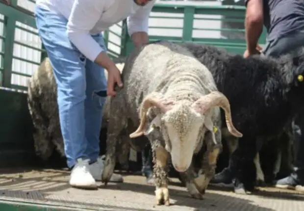 Vente de moutons importés : Les opérations se poursuivent jusqu’à cette date