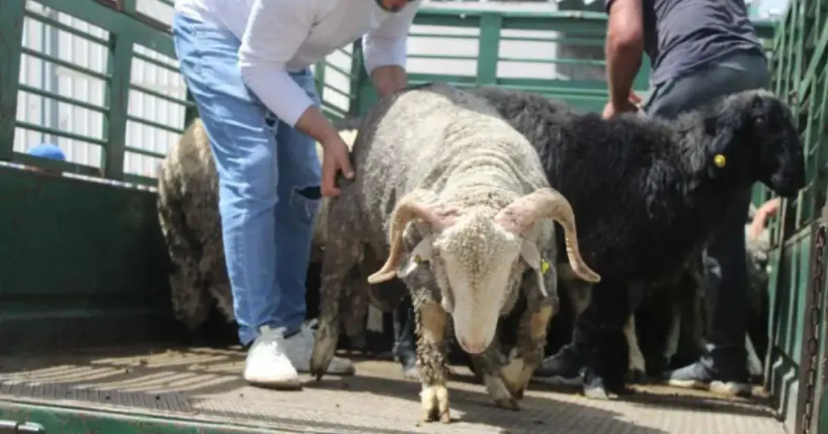 Vente de moutons importés : Les opérations se poursuivent jusqu’à cette date