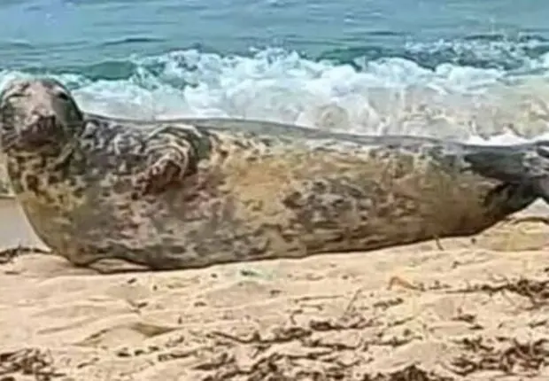 Phénomène rarissime en Algérie : Un phoque gris observé en plein repos sur une plage [VIDEO]