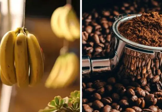 Importation de café et bananes : L’État prend une mesure radicale pour stabiliser les prix