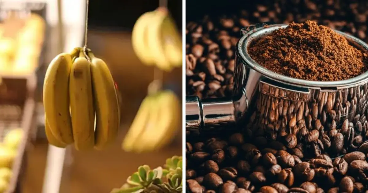 Importation de café et bananes : L’État prend une mesure radicale pour stabiliser les prix