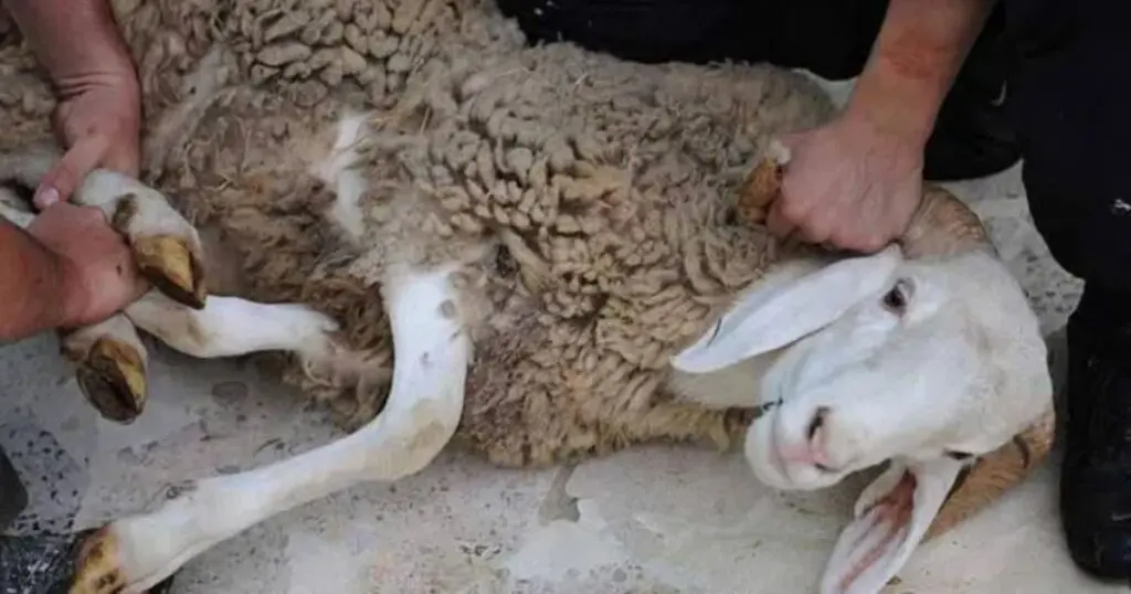 Comment bien conserver la viande des moutons importés (roumains/espagnols) ? Cet expert répond