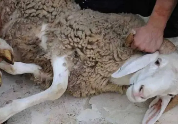 Comment bien conserver la viande des moutons importés (roumains/espagnols) ? Cet expert répond