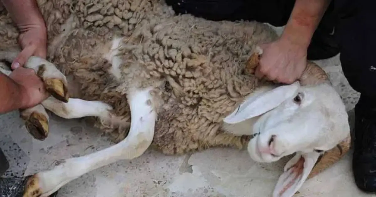 Comment bien conserver la viande des moutons importés (roumains/espagnols) ? Cet expert répond