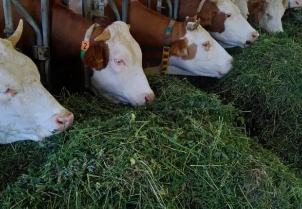 Crédits avantageux et vaccination gratuite : L’État facilite l’importation du bétails