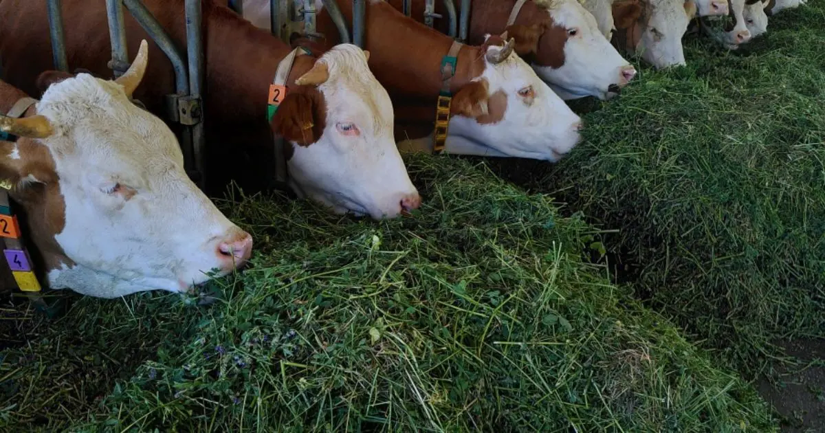 Crédits avantageux et vaccination gratuite : L’État facilite l’importation du bétails