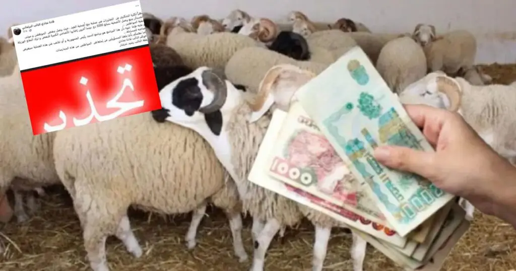 Vente de « bons d’achat » à 5000 DA pour les moutons importés : Un député dénonce