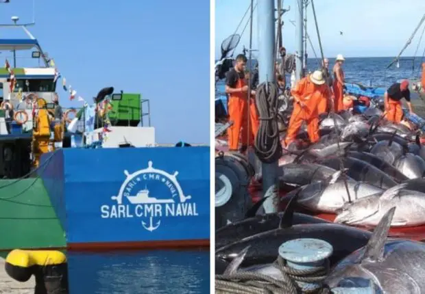 Campagne historique pour le thon rouge : 2 mastodontes 100 % « Made in Algeria » partent en mission