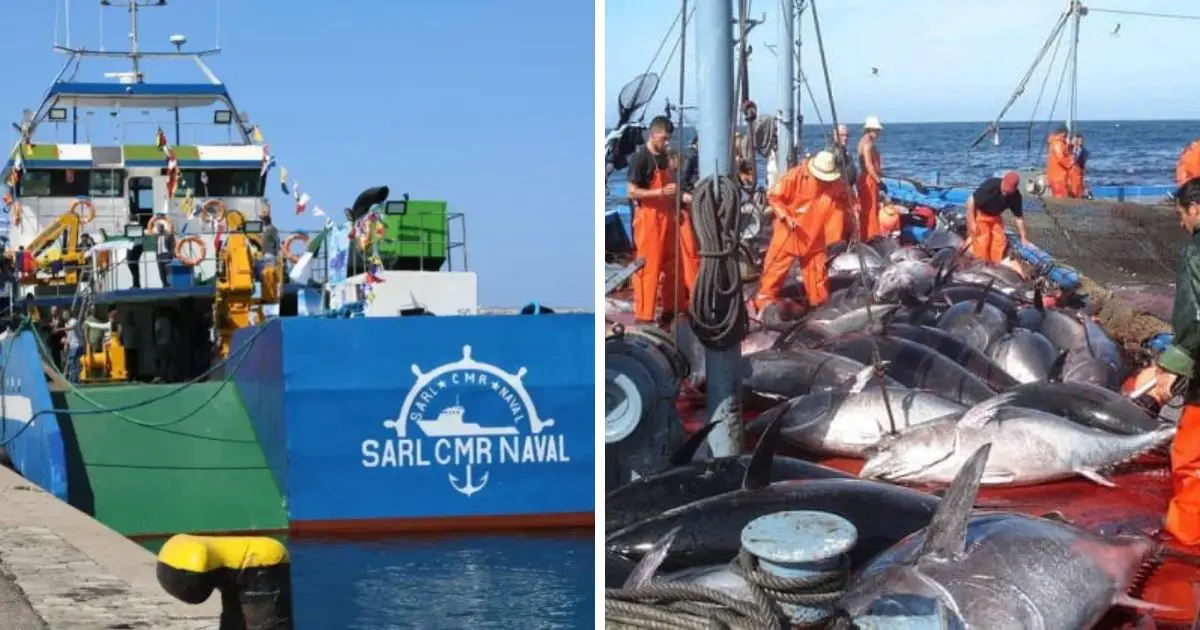 Campagne historique pour le thon rouge : 2 mastodontes 100 % « Made in Algeria » partent en mission