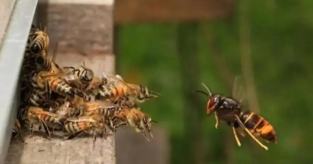 Drame inédit à Mostaganem : Une attaque d&rsquo;abeilles fait deux morts et deux blessés