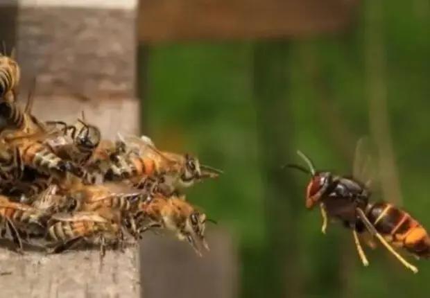 Drame inédit à Mostaganem : Une attaque d’abeilles fait deux morts et deux blessés