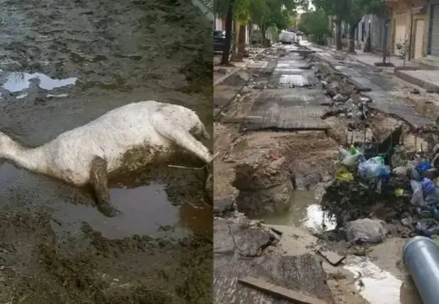 Inondations meurtrières en Algérie : routes coupées, bétail noyé, et infrastructures détruites
