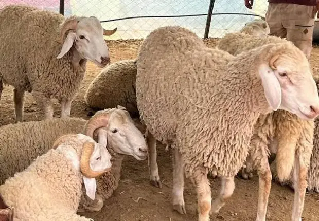 Aïd al-Adha 2025 : arrivée des premiers moutons importés à Jijel