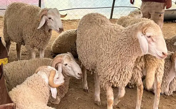 Aïd al-Adha 2025 : arrivée des premiers moutons importés à Jijel
