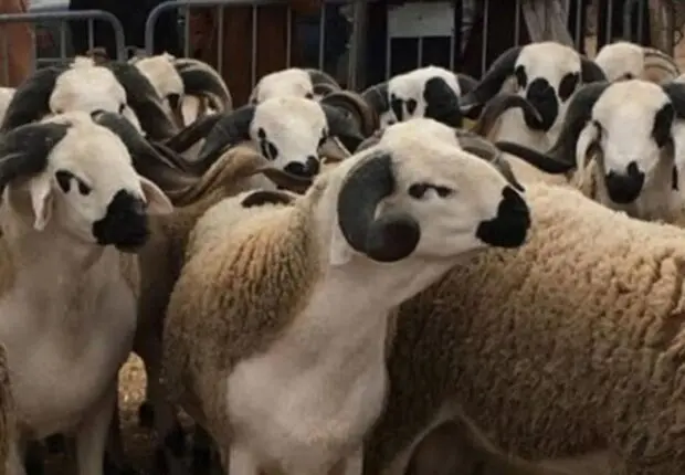 Aïd El-Adha 2025 : Mostaganem lance l’inscription à l’achat de moutons importés pour ces foyers