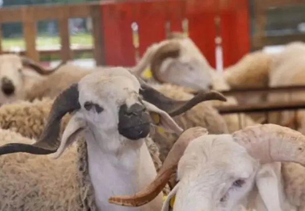 Date de l’Aïd al-Adha 2025 : vendredi ou samedi ? Ces pays ont tranché