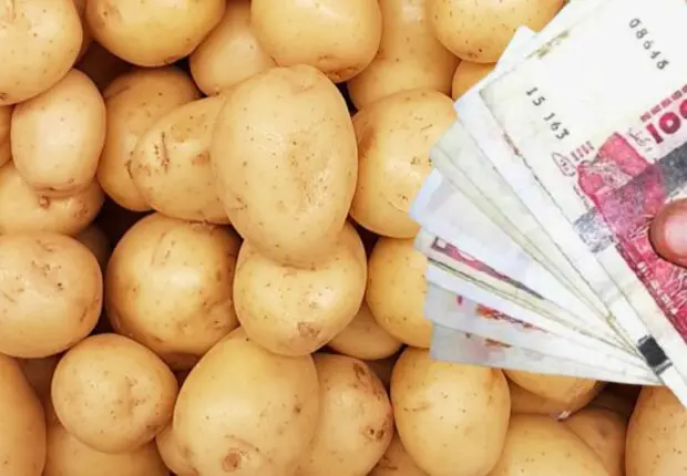 Prix jugés trop bas, les producteurs de pommes de terre protestent